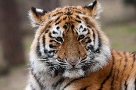 tijger.jpg