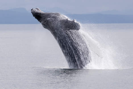 whale_jump.jpg